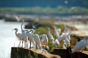 Kadalundi Bird sanctuary