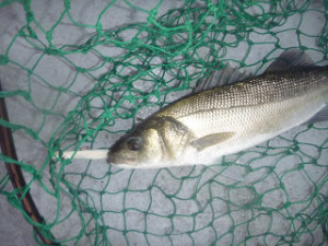 Fishing,Abbott Mount,India