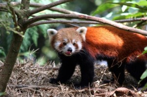 Padmaja Naidu Zoological Park.Darjeeling