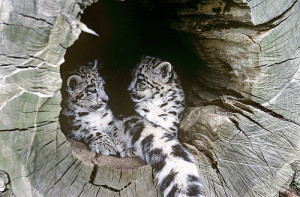 Snow leopard cubs