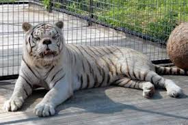 Zoological Garden Jaipur Zoo - tourmet