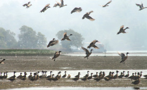 salim ali bird sanctury in goa