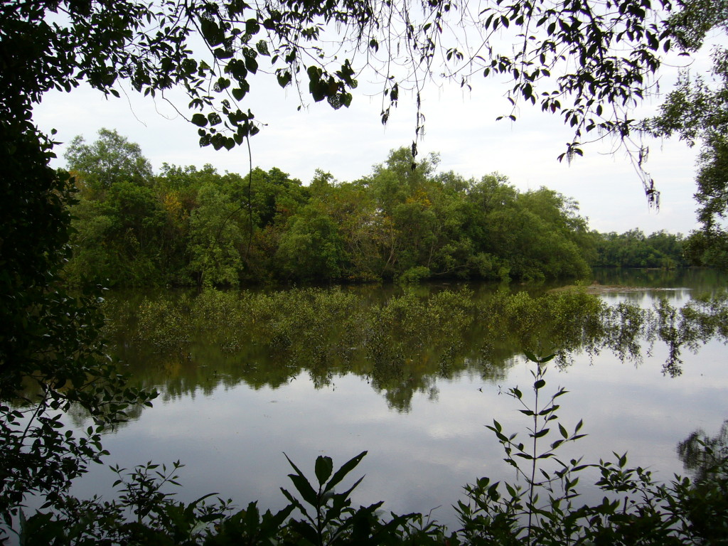 Sungei Buloh Wetland Reserve