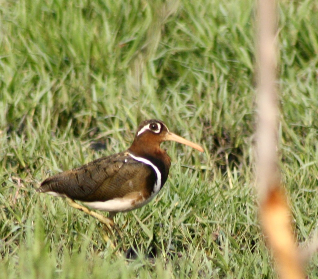 Greater Painted Snipe Rostratula Benghalensis at Darwha, Yavatmal