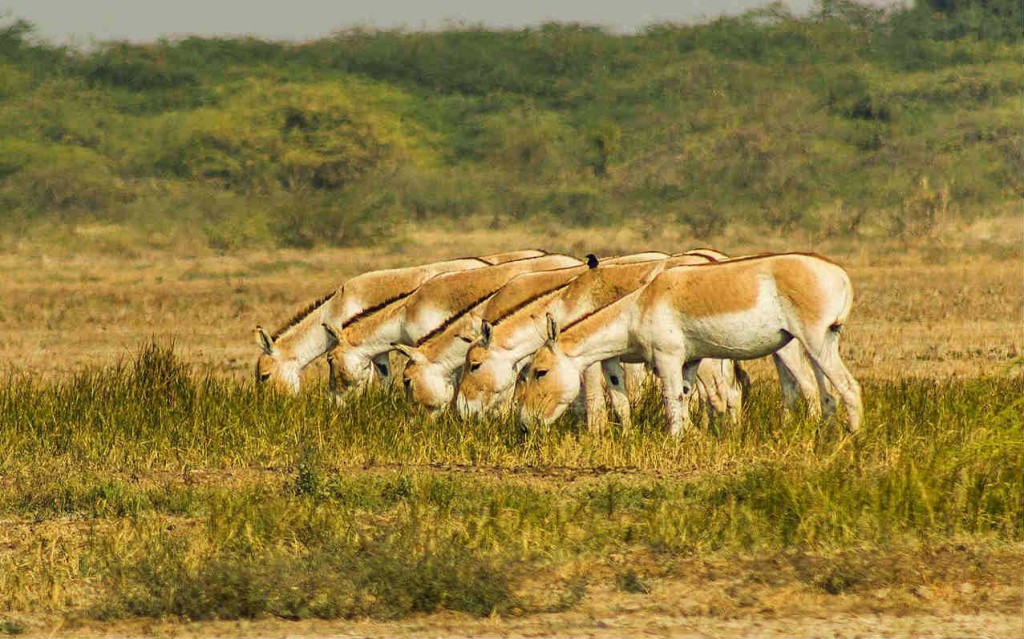 Banni Grasslands Reserve