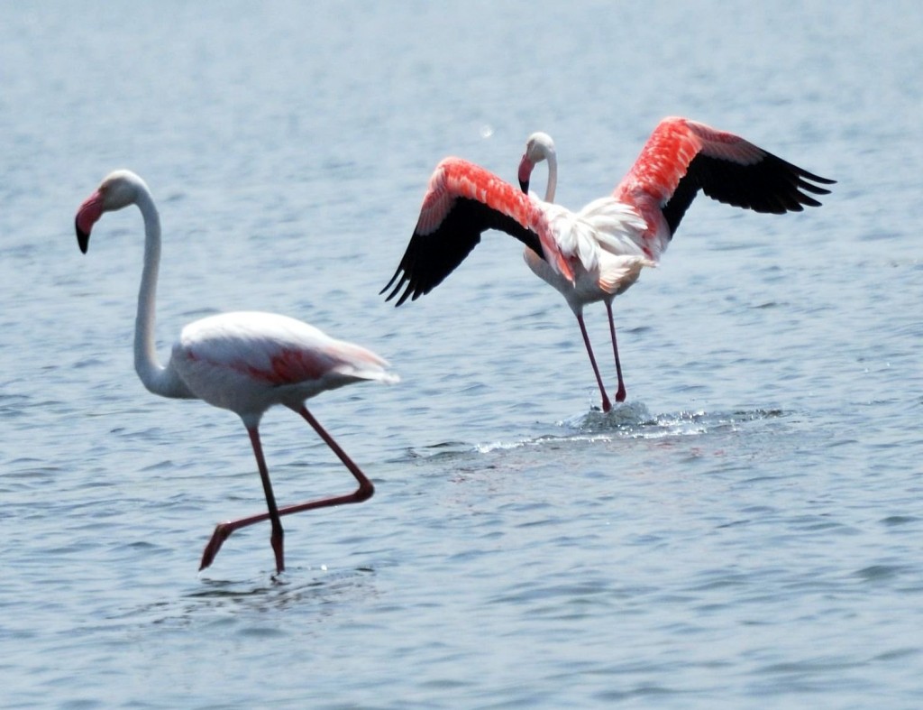 Water Bird Sanctuary