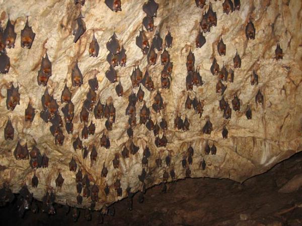 Chamare Gufa (Bat cave). 
