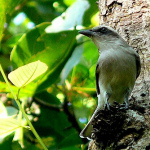 Bhawal National Park, Gazipur City