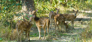 Royal Bardia National Park Nepalgunj