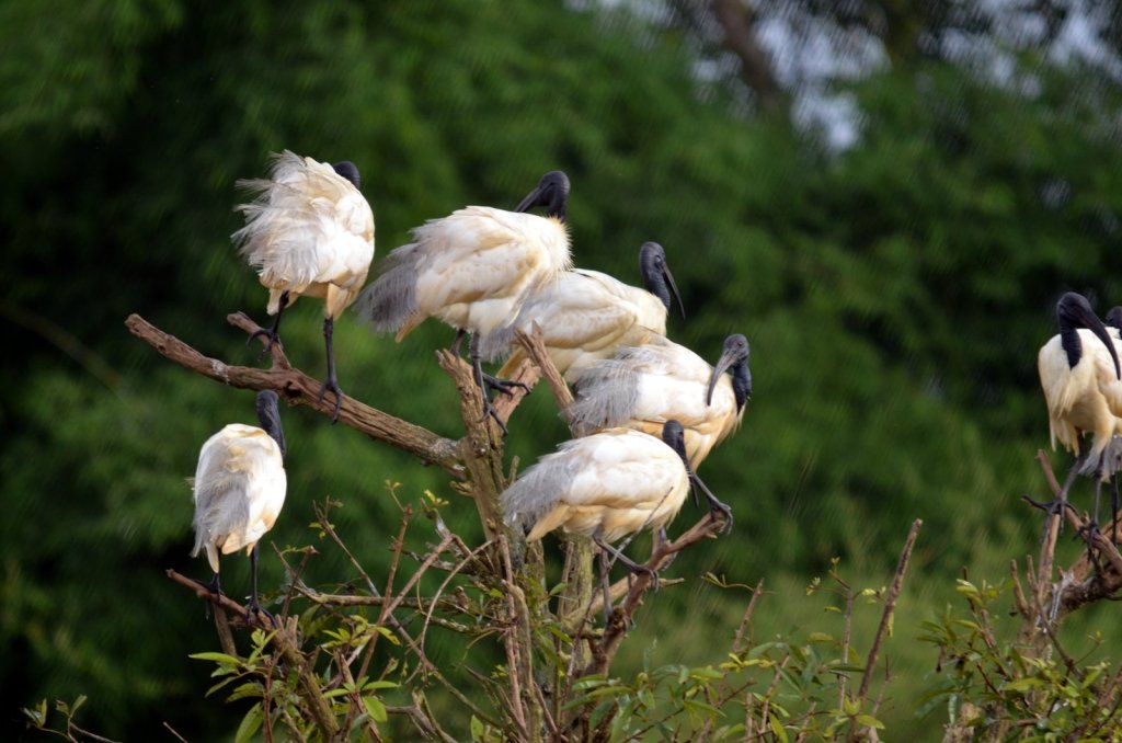 Gudavi Bird Sanctuary, Shimoga