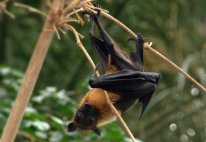 Indian-FLying-Fox-Manali-Sanctuary