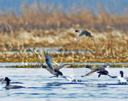 Migratory-birds-crowd-a-marsh-at-the-Hokersar-wetlands-kashmir