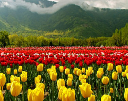 tulip_garden_srinagar