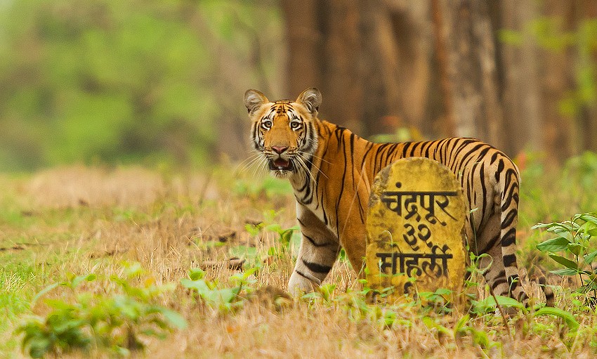 tadoba-andhari-tiger-reserve